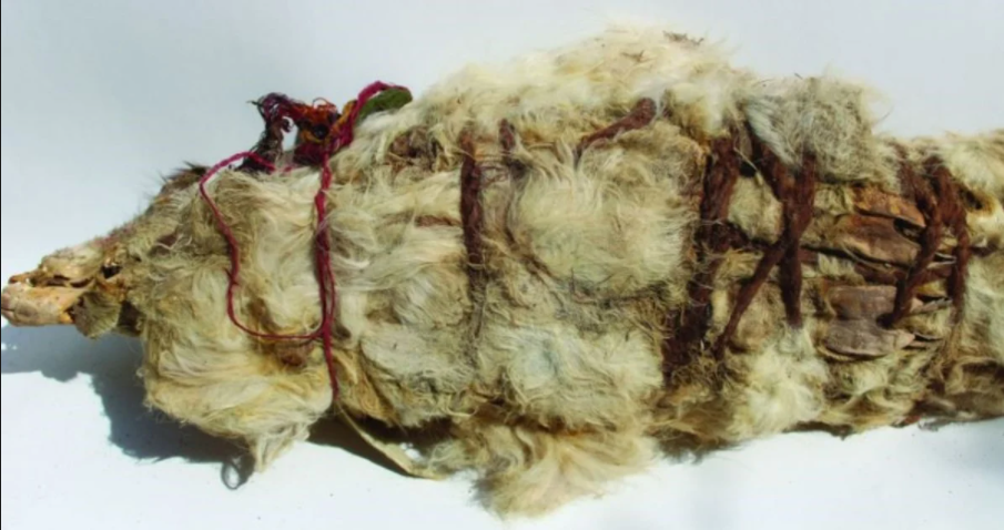 Sacrificios rituales de los incas: llamas y niños