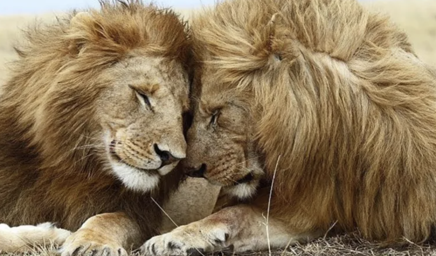 La homosexualidad en el reino animal